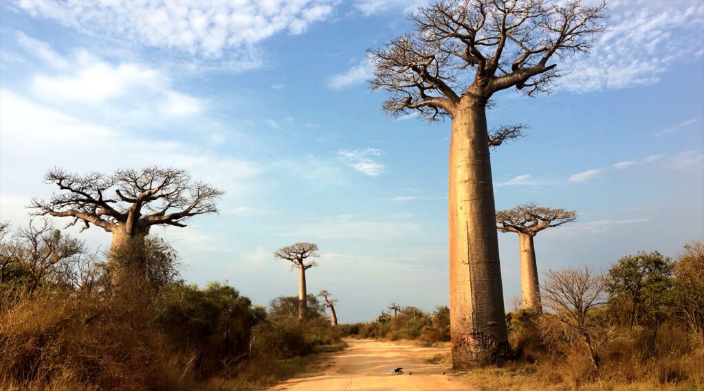 Tall baobab trees lining a dusty path under a blue sky with scattered clouds.